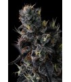 GIGGIN GRAPES 7FEM (Red Pop x Grape Gas)