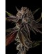 PURPLE PRESERVES 7FEM (Pinana x Grape Gas)
