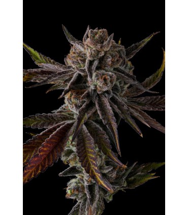 PURPLE PRESERVES 7FEM (Pinana x Grape Gas)