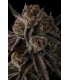 PURPLE PRESERVES 7FEM (Pinana x Grape Gas)