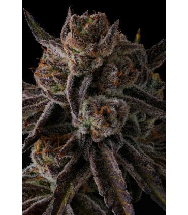 PURPLE PRESERVES 7FEM (Pinana x Grape Gas)