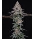 PINK CERTZ 7FEM (The Menthol x Grape Gas)