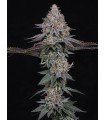 PINK CERTZ 7FEM (The Menthol x Grape Gas)