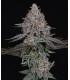 PINK CERTZ 7FEM (The Menthol x Grape Gas)