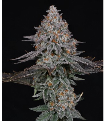 PINK CERTZ 7FEM (The Menthol x Grape Gas)