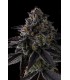 STATUS SYMBOL 7FEM (Double Up x Grape Gas)