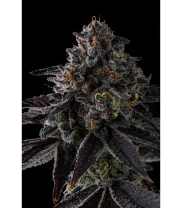 STATUS SYMBOL 7FEM (Double Up x Grape Gas)