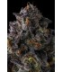 STATUS SYMBOL 7FEM (Double Up x Grape Gas)