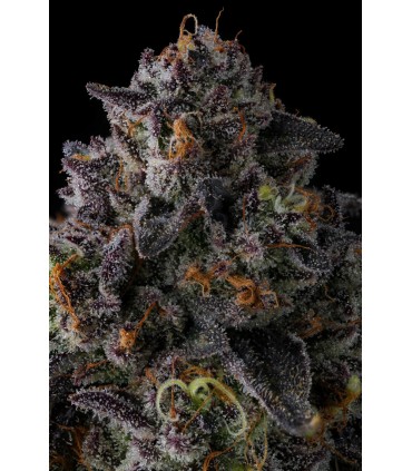 STATUS SYMBOL 7FEM (Double Up x Grape Gas)