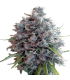 KILLER A5 HAZE 3FEM (Northern Lights 5 Haze x Malawi Asesina)