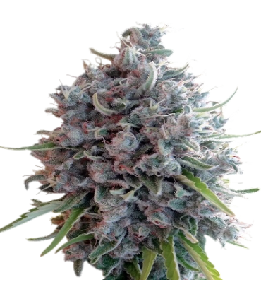 KILLER A5 HAZE 3FEM (Northern Lights 5 Haze x Malawi Asesina)