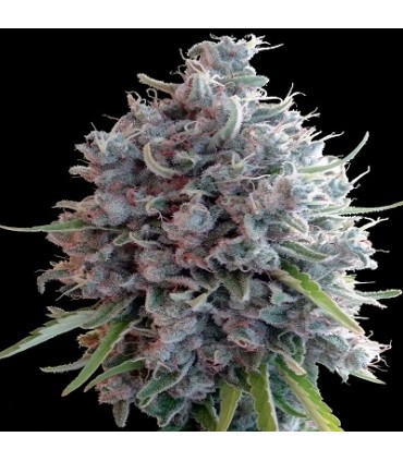 KILLER A5 HAZE 3FEM (Northern Lights 5 Haze x Malawi Asesina)