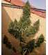 Marruecos Beldia Kif