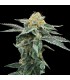 KOSHER COOKIES (Kosher Kush x Girl Scout Cookies)