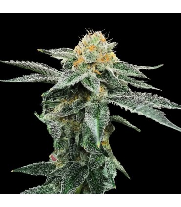 KOSHER COOKIES (Kosher Kush x Girl Scout Cookies)