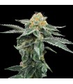 KOSHER COOKIES (Kosher Kush x Girl Scout Cookies)
