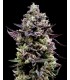 KOSHER SORBET (Kosher Kush x Sorbet)
