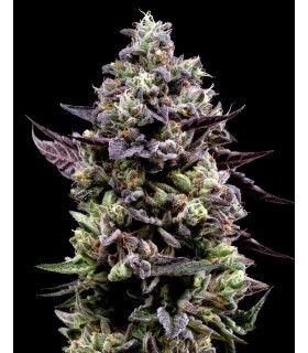 KOSHER SORBET (Kosher Kush x Sorbet)