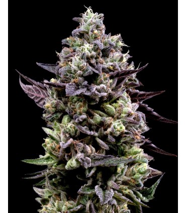KOSHER SORBET (Kosher Kush x Sorbet)