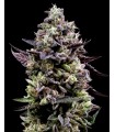 KOSHER SORBET (Kosher Kush x Sorbet)