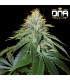 THE OG 18 (OG Kush S1 Phenotype 18) RESERVA PRIVADA