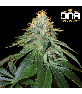 THE OG 18 (OG Kush S1 Phenotype 18) RESERVA PRIVADA