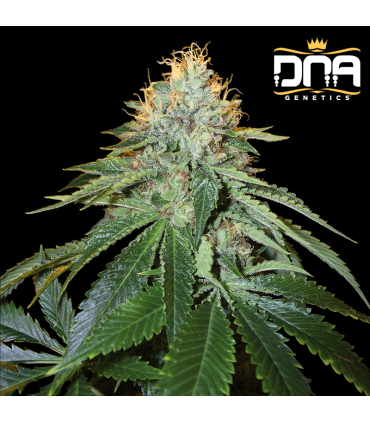 THE OG 18 (OG Kush S1 Phenotype 18) RESERVA PRIVADA