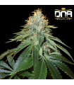 THE OG 18 (OG Kush S1 Phenotype 18) RESERVA PRIVADA