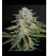 SOUR DIESEL (’91 Chemdawg x Mass Super Skunk/NL x DNL)