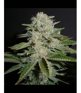 SOUR DIESEL (’91 Chemdawg x Mass Super Skunk/NL x DNL)