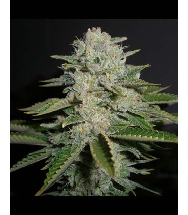SOUR DIESEL (’91 Chemdawg x Mass Super Skunk/NL x DNL)