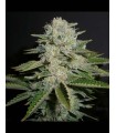 SOUR DIESEL (’91 Chemdawg x Mass Super Skunk/NL x DNL)