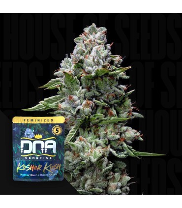 KOSHER KUSH (RESERVA PRIVADA)