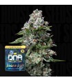KOSHER KUSH (RESERVA PRIVADA)