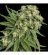 KANDY KUSH (OG Kush x Trainwreck) RESERVA PRIVADA