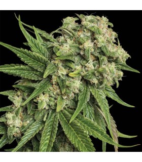 KANDY KUSH (OG Kush x Trainwreck) RESERVA PRIVADA