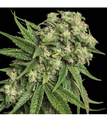 KANDY KUSH (OG Kush x Trainwreck) RESERVA PRIVADA