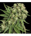 KANDY KUSH (OG Kush x Trainwreck) RESERVA PRIVADA