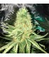SHARKSBREATH (Great White Shark x Jamaican Lamb's Bread)