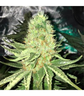 SHARKSBREATH (Great White Shark x Jamaican Lamb's Bread)