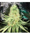 SHARKSBREATH (Great White Shark x Jamaican Lamb's Bread)