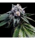 LEMON WALKER (Lemon Skunk x Skywalker Kush)