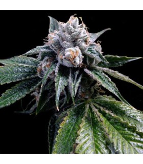 LEMON WALKER (Lemon Skunk x Skywalker Kush)