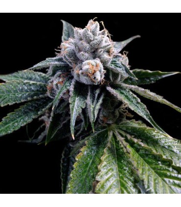 LEMON WALKER (Lemon Skunk x Skywalker Kush)