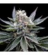 FLORIDA GOLD (Florida OG x Jew Gold)