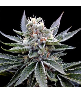 FLORIDA GOLD (Florida OG x Jew Gold)