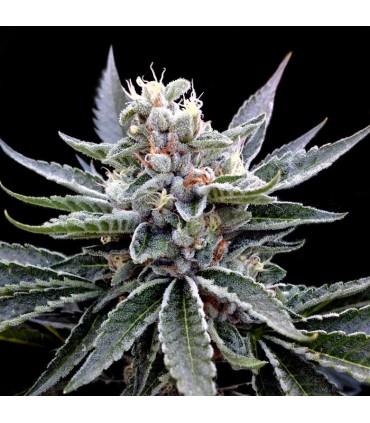 FLORIDA GOLD (Florida OG x Jew Gold)