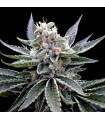FLORIDA GOLD (Florida OG x Jew Gold)