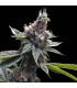 FLORIDA OG (Original OG Kush x Crippy)
