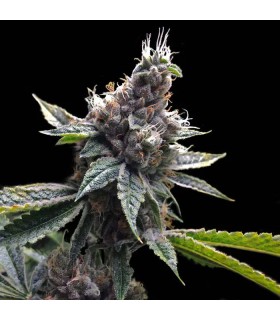 FLORIDA OG (Original OG Kush x Crippy)